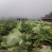白菜叶多不老化污染蔬菜