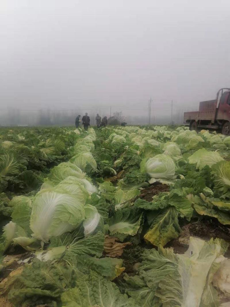 白菜叶多不老化污染蔬菜