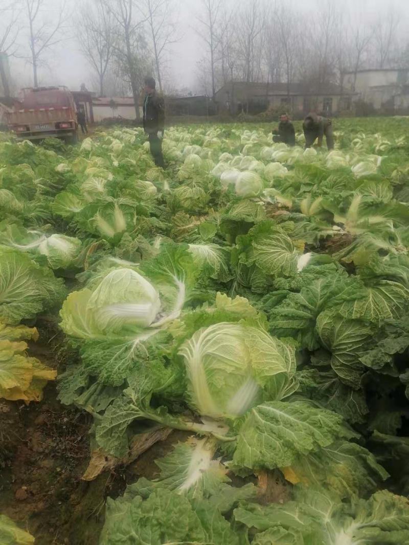 白菜叶多不老化污染蔬菜