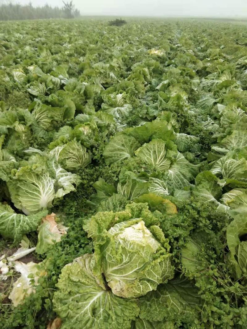 白菜叶多不老化污染蔬菜