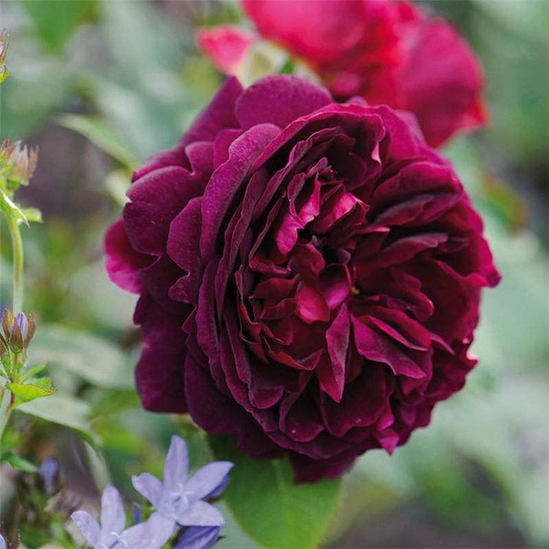 大花浓香月季黑伍德紫黑色庭院芳香花园阳台玫瑰花室内外花卉