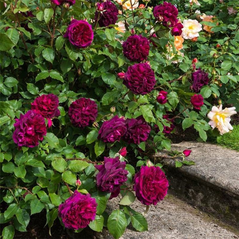 大花浓香月季黑伍德紫黑色庭院芳香花园阳台玫瑰花室内外花卉