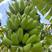 香蕉树苗南方四季苹果蕉红皮矮化芭蕉抗寒室内盆栽种植水果树