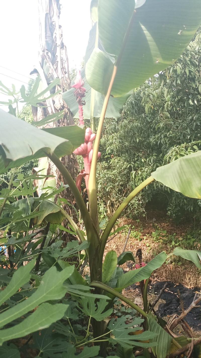 香蕉树苗南方四季苹果蕉红皮矮化芭蕉抗寒室内盆栽种植水果树