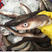 七星鳗鱼，沙鳗，秤星活鳗鱼，直销产地，深海本港产品
