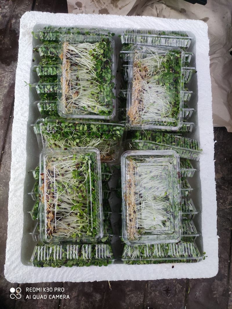 绿色活体香椿苗芽苗菜