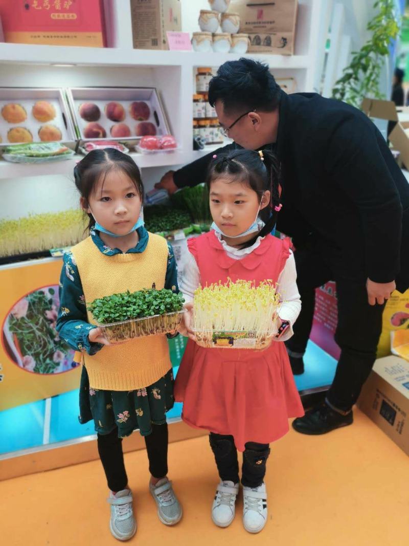 绿色活体香椿苗芽苗菜