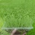 绿色活体香椿苗芽苗菜