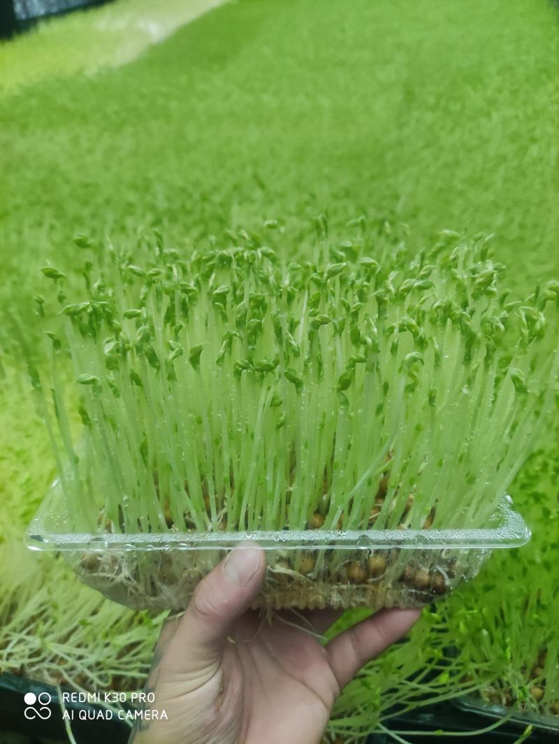 绿色活体香椿苗芽苗菜