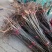 黑油椿芽肥嫩粗壮口感鲜香无渣有机种植香椿芽头