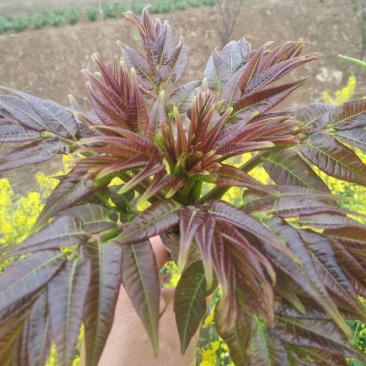 黑油椿芽肥嫩粗壮口感鲜香无渣有机种植香椿芽头