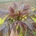 黑油椿芽肥嫩粗壮口感鲜香无渣有机种植香椿芽头