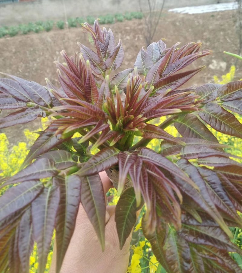 黑油椿芽肥嫩粗壮口感鲜香无渣有机种植香椿芽头