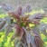 黑油椿芽肥嫩粗壮口感鲜香无渣有机种植香椿芽头