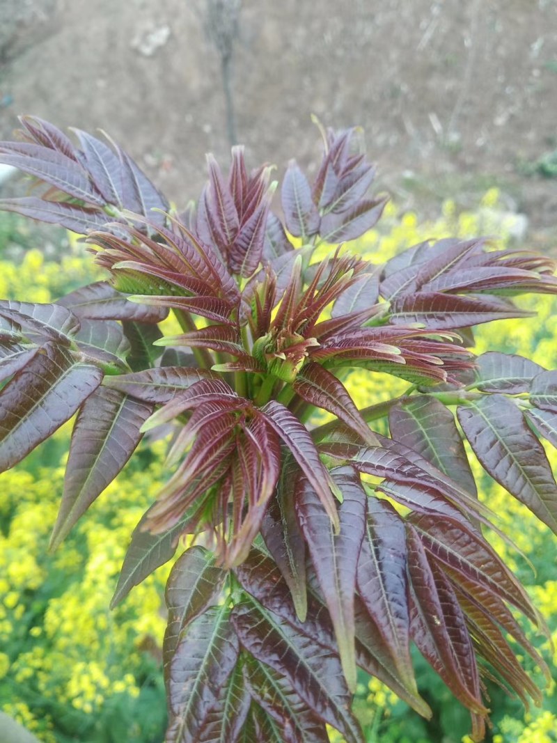 黑油椿芽肥嫩粗壮口感鲜香无渣有机种植香椿芽头