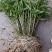 包邮(除偏远地区外)四川叠鞘石斛种苗，种植发展，大量批发