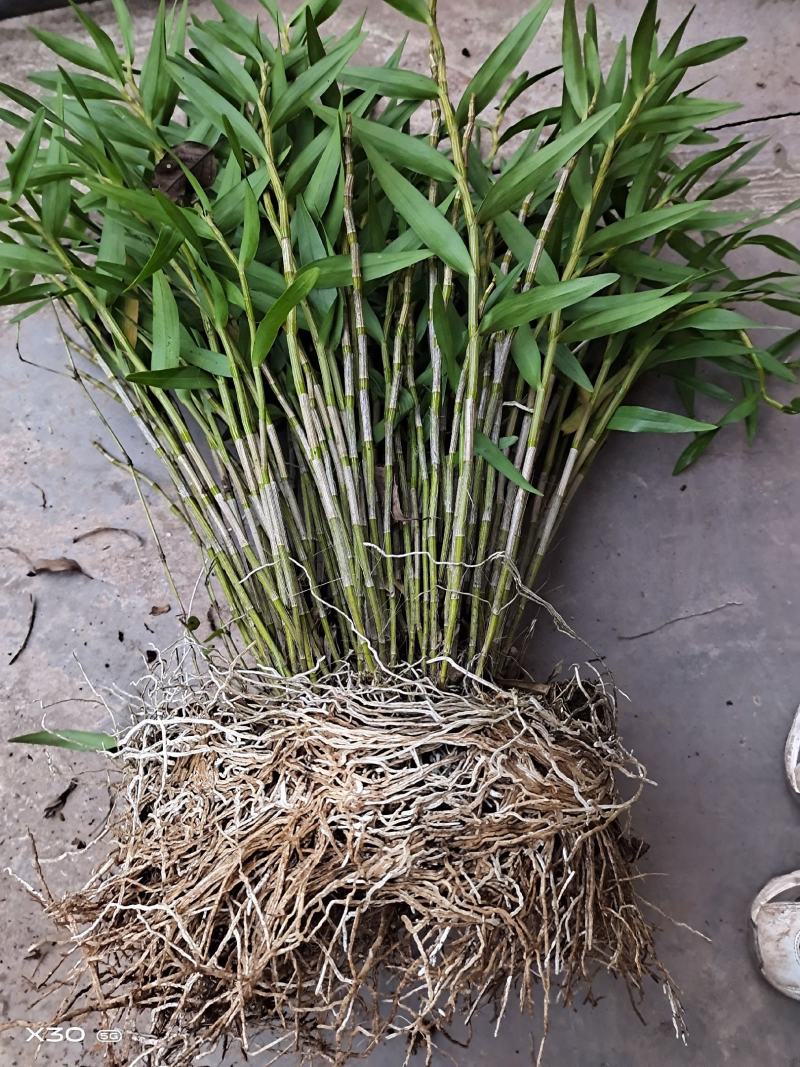 包邮(除偏远地区外)四川叠鞘石斛种苗，种植发展，大量批发