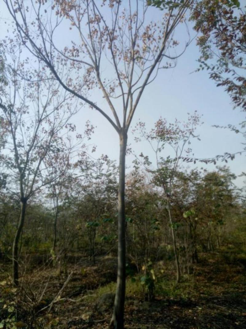 产地货源栾树黄山栾树2到20公分大量供应
