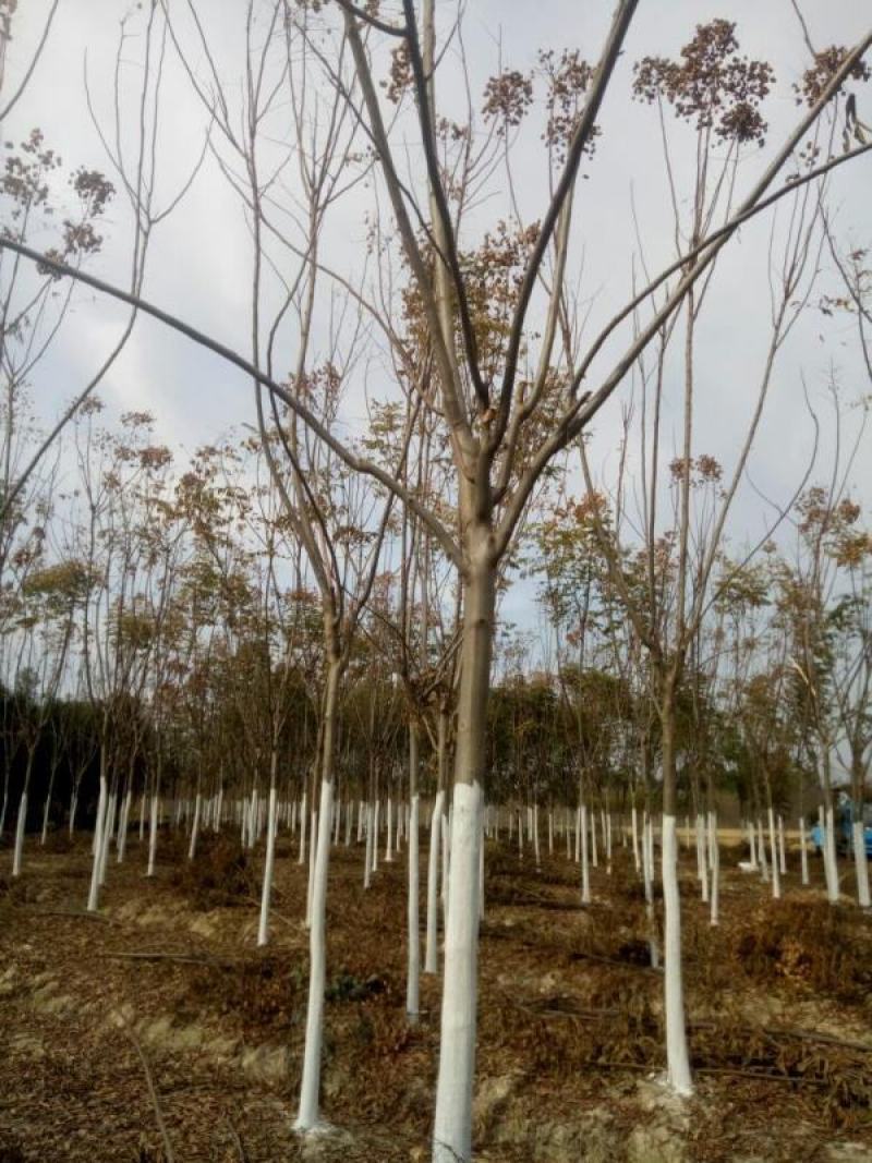 产地货源栾树黄山栾树2到20公分大量供应