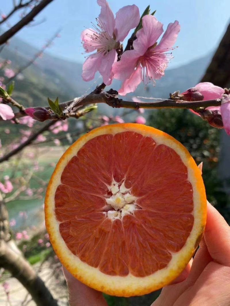 中华红橙产地直销看货采摘保质保量欢迎订购