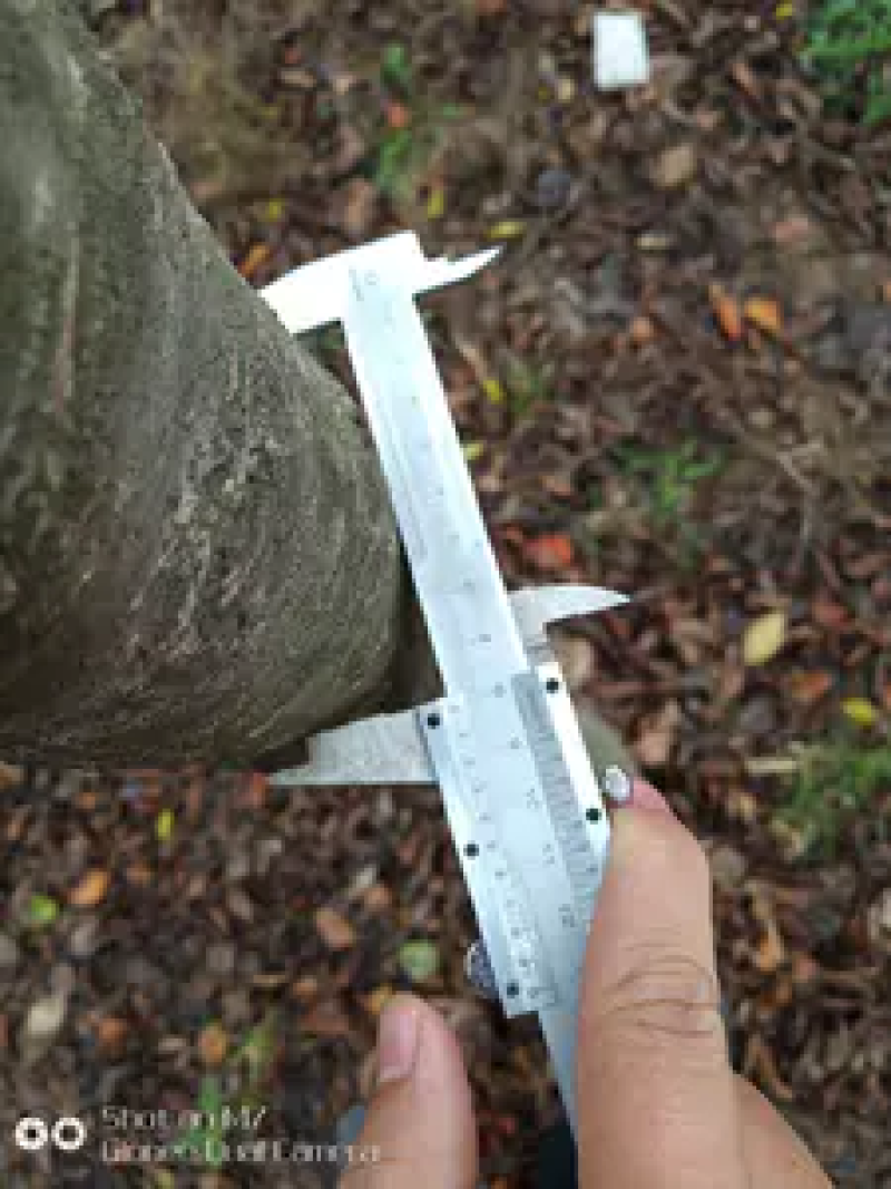樱花树脱毒樱花树基地直供价格美丽可视频
