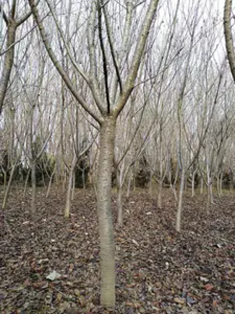 樱花树脱毒樱花树基地直供价格美丽可视频