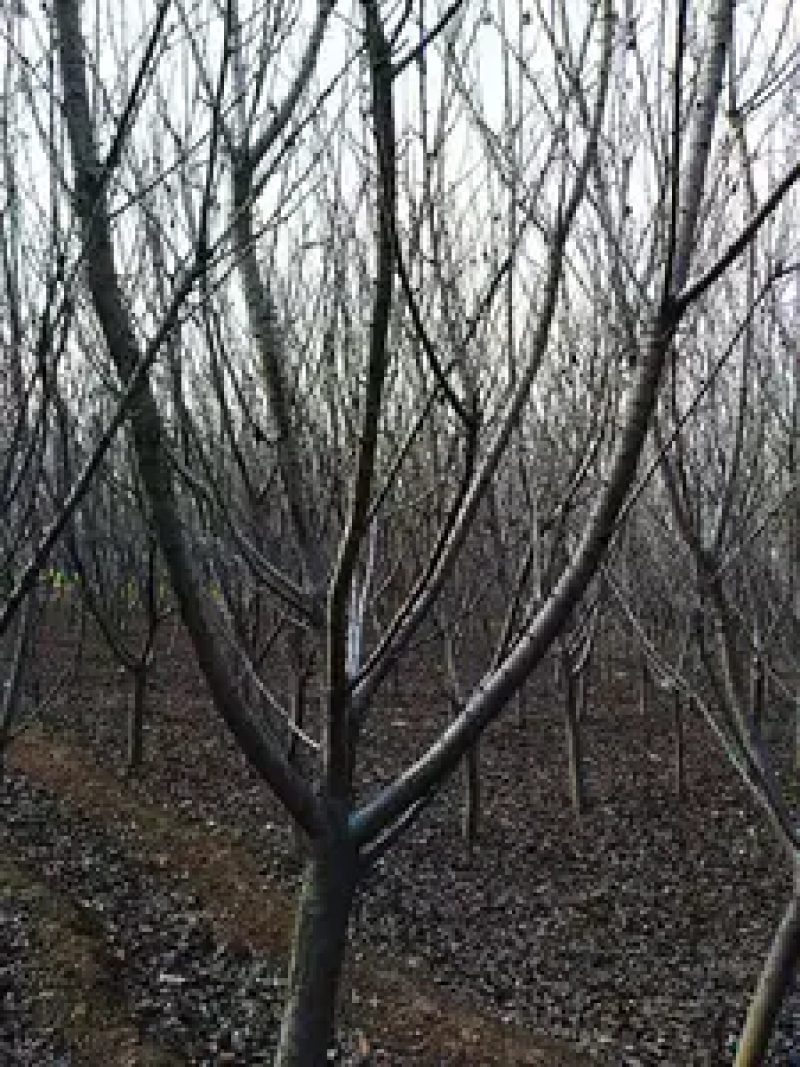 樱花树脱毒樱花树基地直供价格美丽可视频