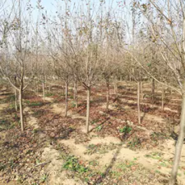 樱花树脱毒樱花树基地直供价格美丽可视频