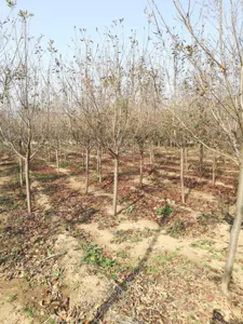 樱花树脱毒樱花树基地直供价格美丽可视频