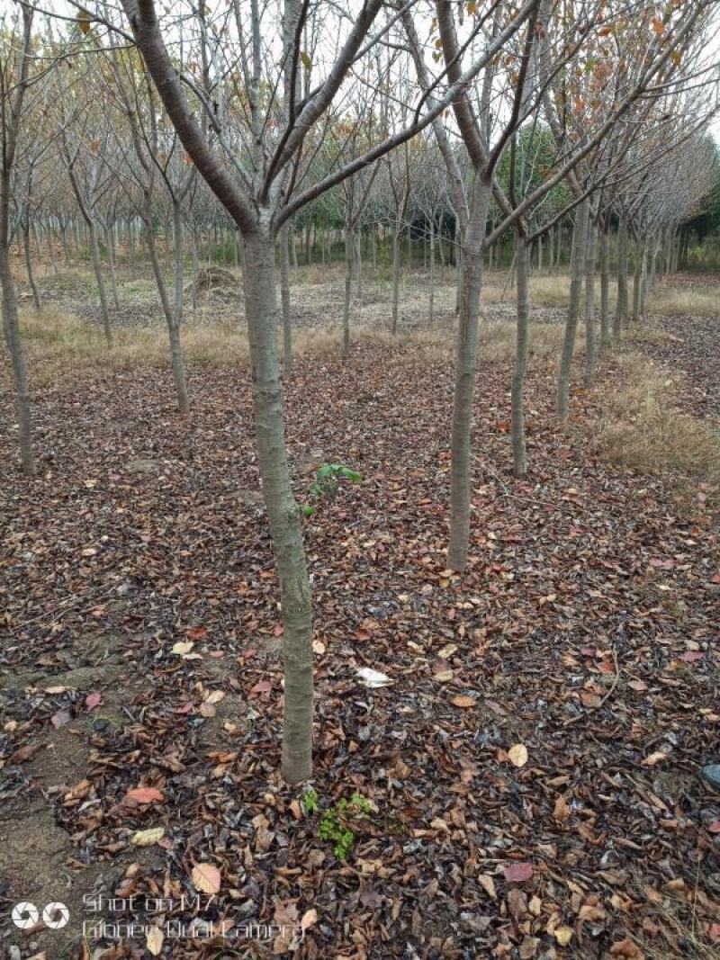 樱花树脱毒樱花树基地直供价格美丽可视频