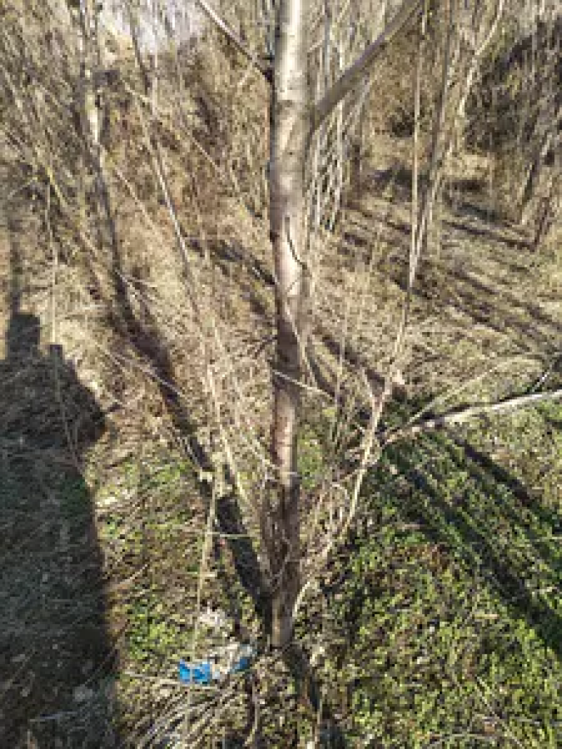 樱花树脱毒樱花树基地直供价格美丽可视频