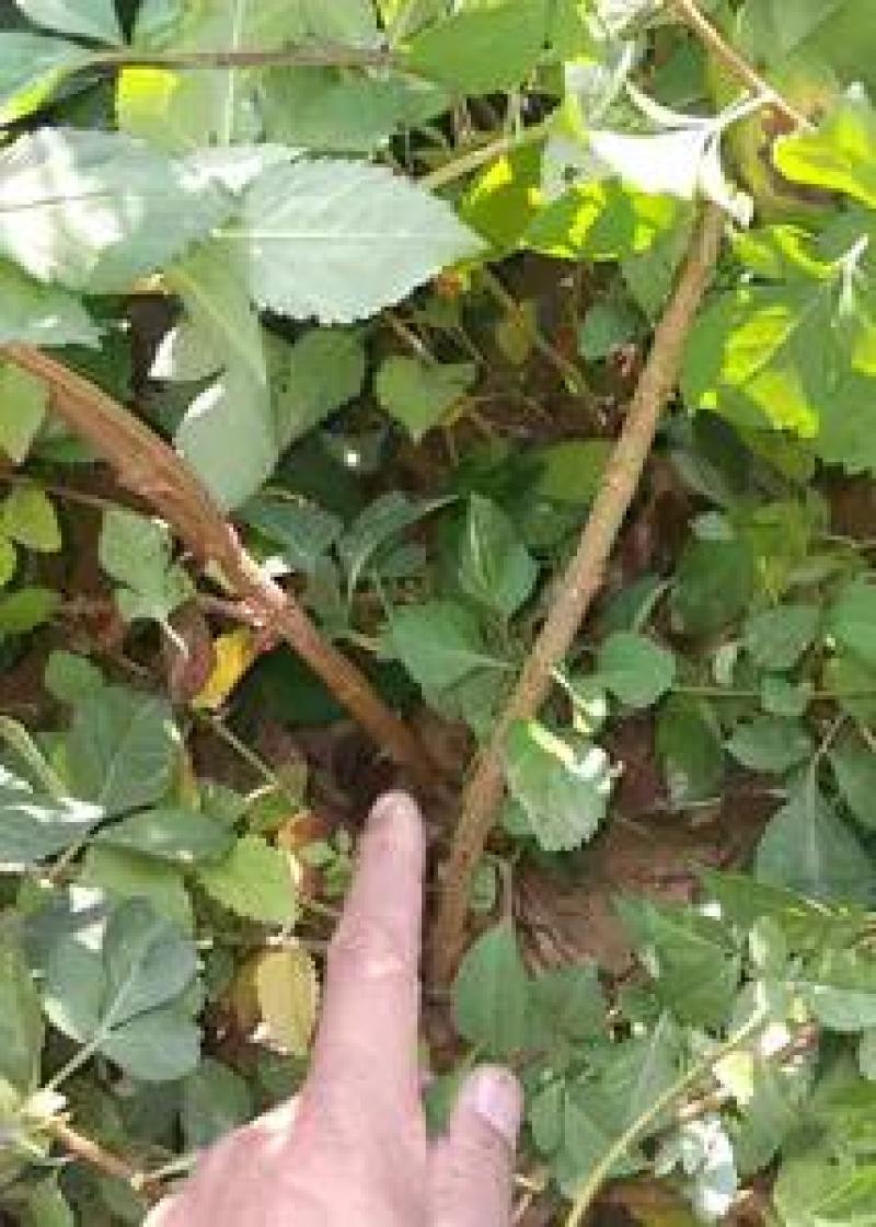 连翘苗河南连翘苗产地货源精品推荐可视频看货
