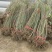 连翘苗河南连翘苗产地货源精品推荐可视频看货