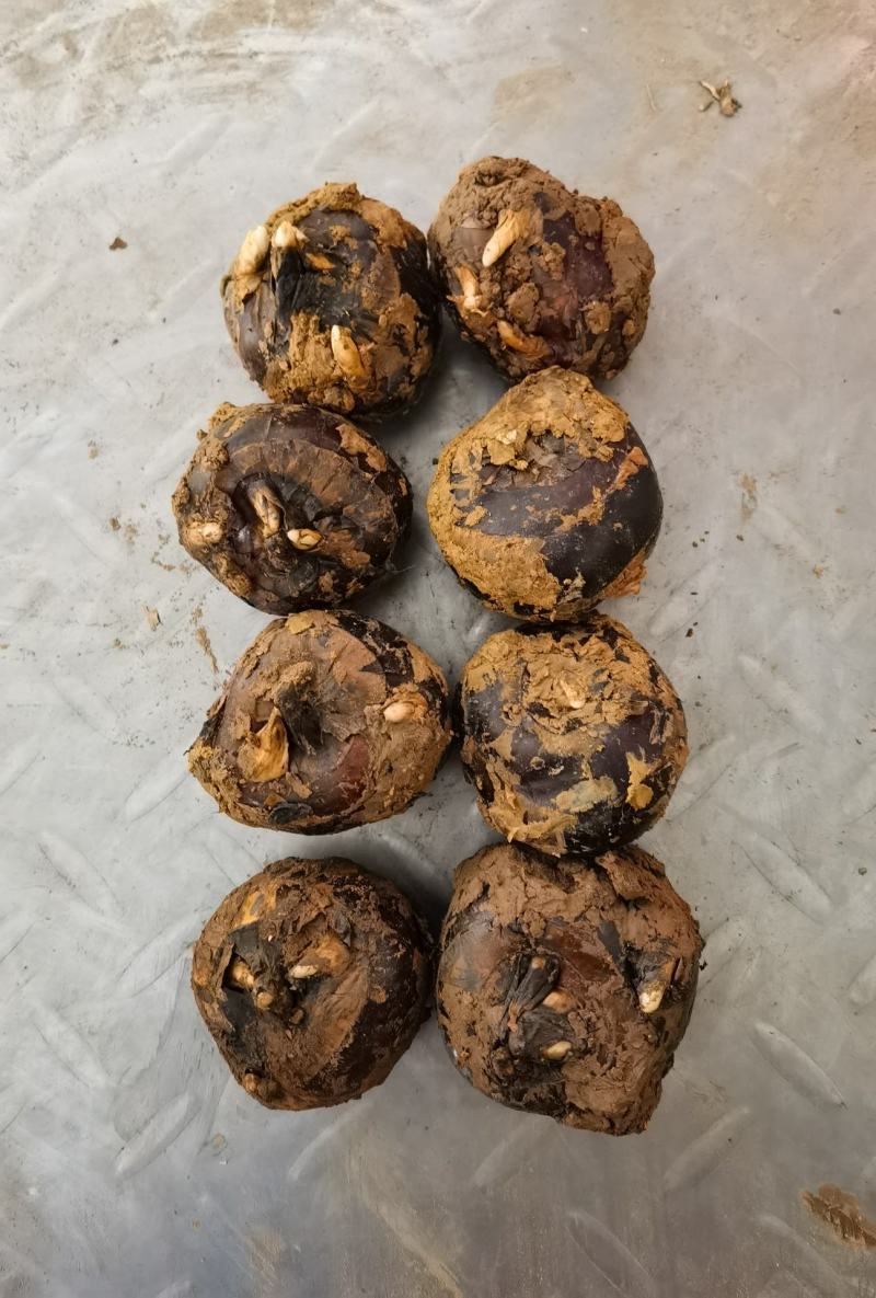 马蹄，价钱商议，欢迎广大客户砸单