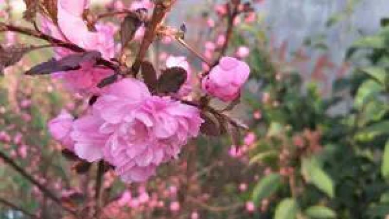 榆叶梅红叶榆叶梅自己基地直供价格给力一手货源