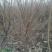 榆叶梅红叶榆叶梅自己基地直供价格给力一手货源