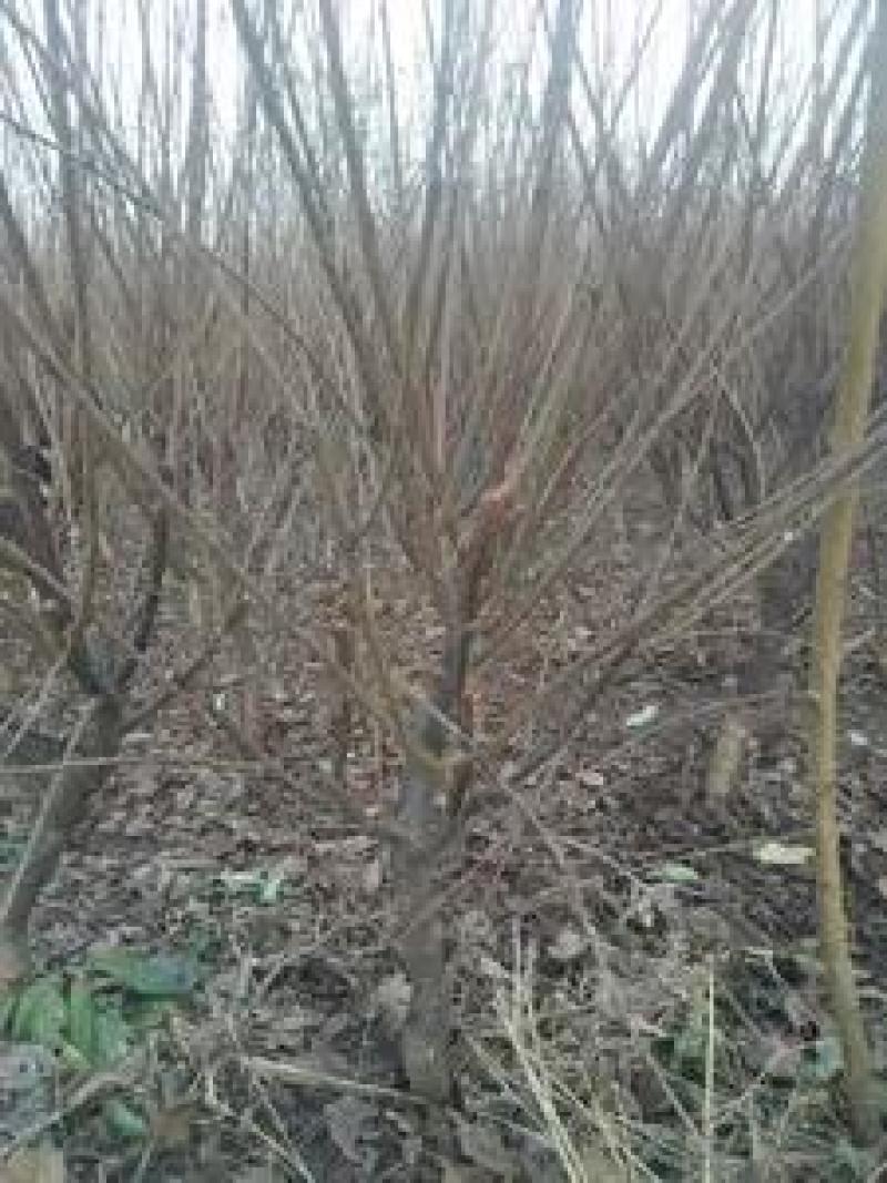 榆叶梅红叶榆叶梅自己基地直供价格给力一手货源