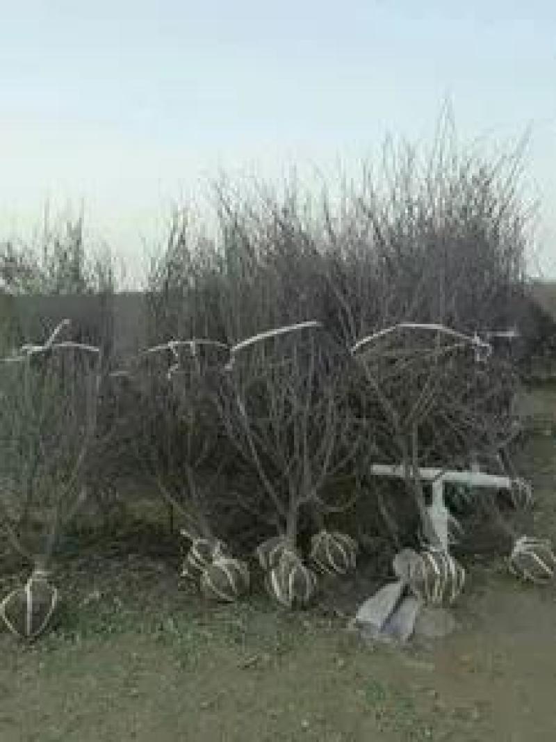 榆叶梅红叶榆叶梅自己基地直供价格给力一手货源