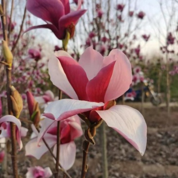 玉兰树自家苗圃玉兰树量大从优24小时在线