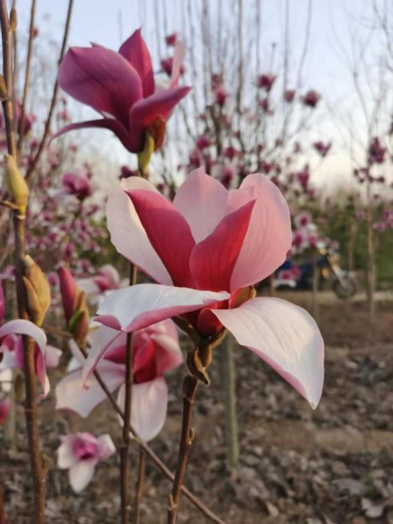 玉兰树自家苗圃玉兰树量大从优24小时在线