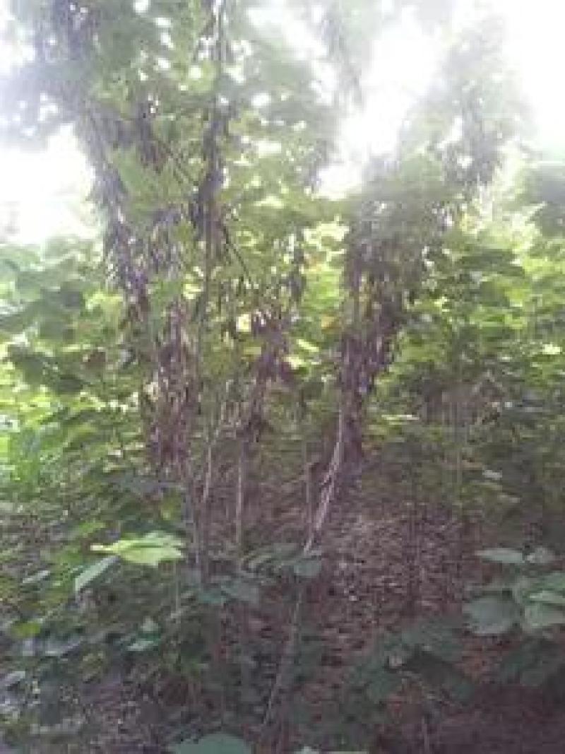 紫荆丛生紫荆品类齐全可视频看货优质供应中