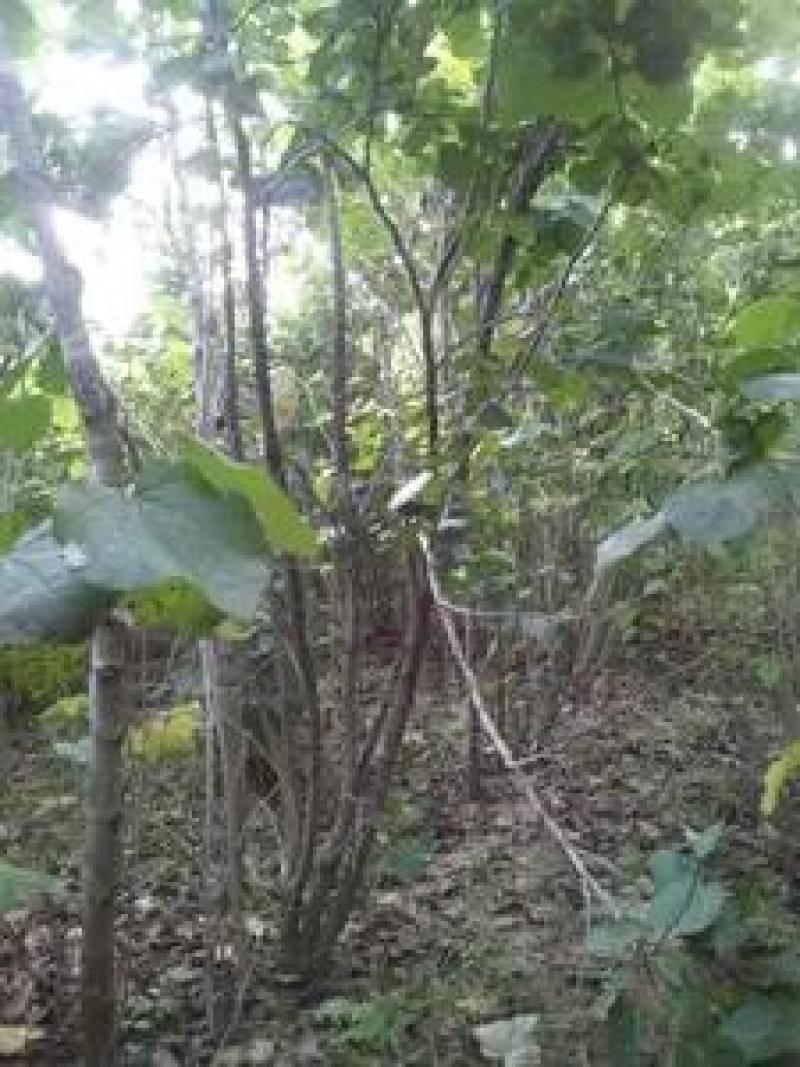 紫荆丛生紫荆品类齐全可视频看货优质供应中