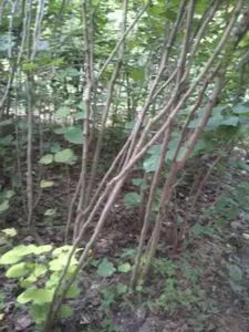 紫荆丛生紫荆品类齐全可视频看货优质供应中