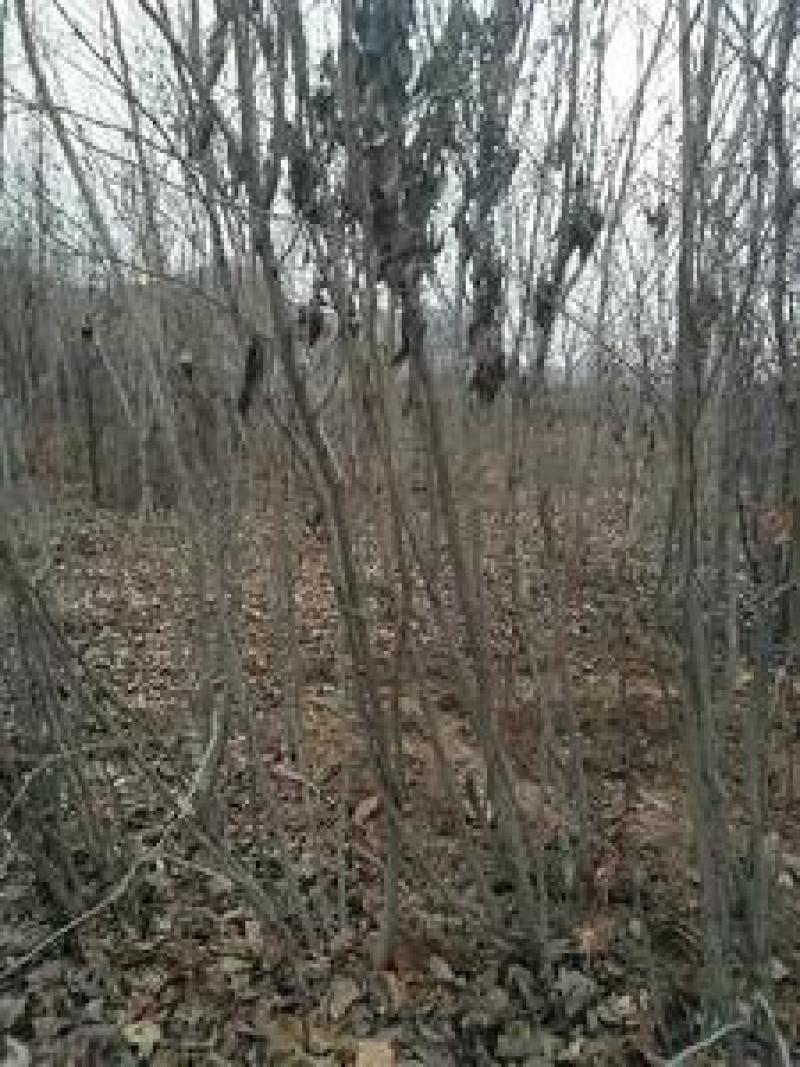 紫荆丛生紫荆品类齐全可视频看货优质供应中