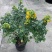 黄金梅室内花卉金雀梅盆栽金丝雀黄金雀花苗绿植物盆景