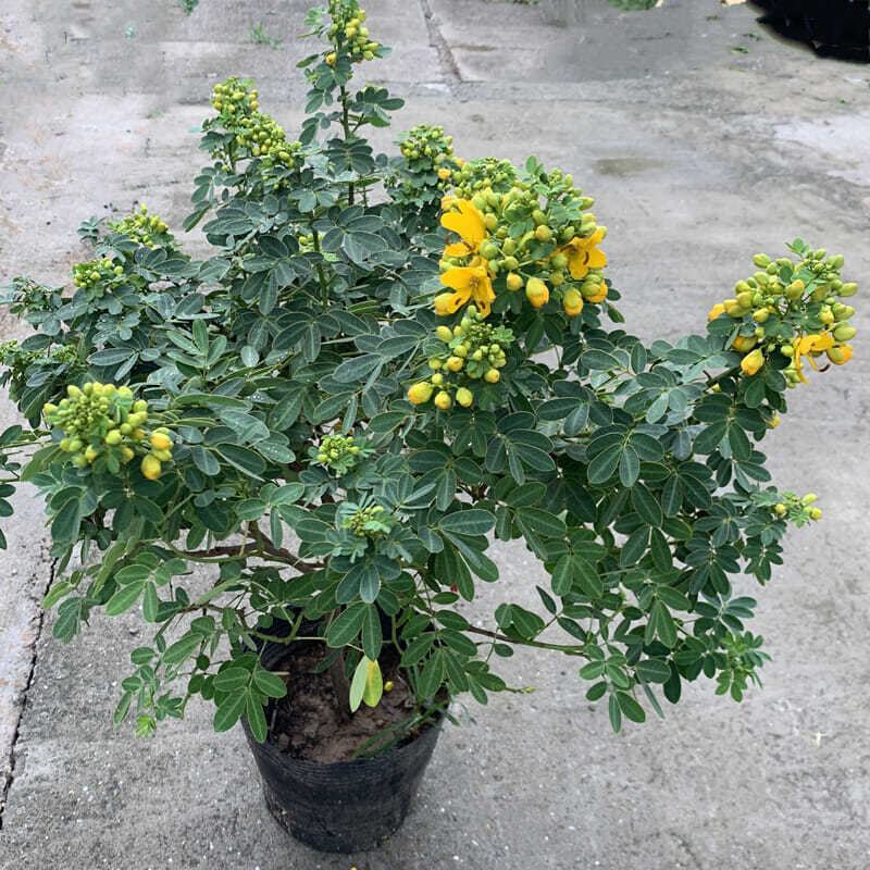 黄金梅室内花卉金雀梅盆栽金丝雀黄金雀花苗绿植物盆景