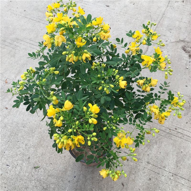 黄金梅室内花卉金雀梅盆栽金丝雀黄金雀花苗绿植物盆景