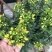黄金梅室内花卉金雀梅盆栽金丝雀黄金雀花苗绿植物盆景