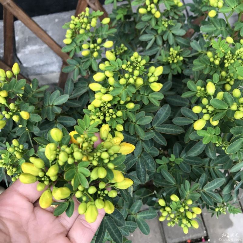 黄金梅室内花卉金雀梅盆栽金丝雀黄金雀花苗绿植物盆景