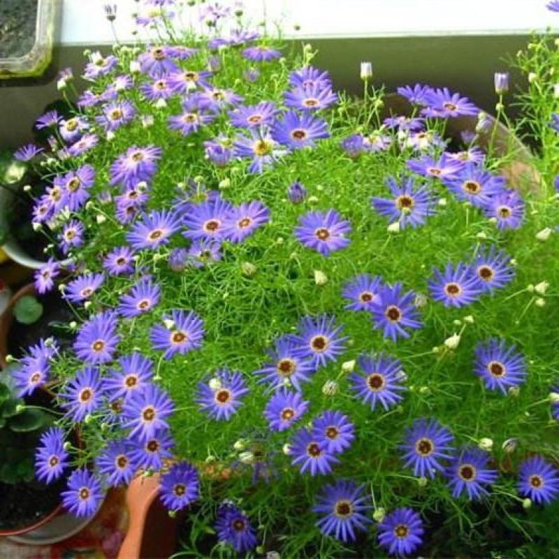 秋播室外花卉易种耐热五色菊花种子开花不断易活花籽庭院耐旱